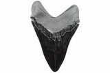 Realistic, 7.4" Carved Obsidian Megalodon Tooth - Replica - #202064-1